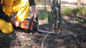 Trusted Ben Lomond, CA Tree Removal and Landscaping Services Experts